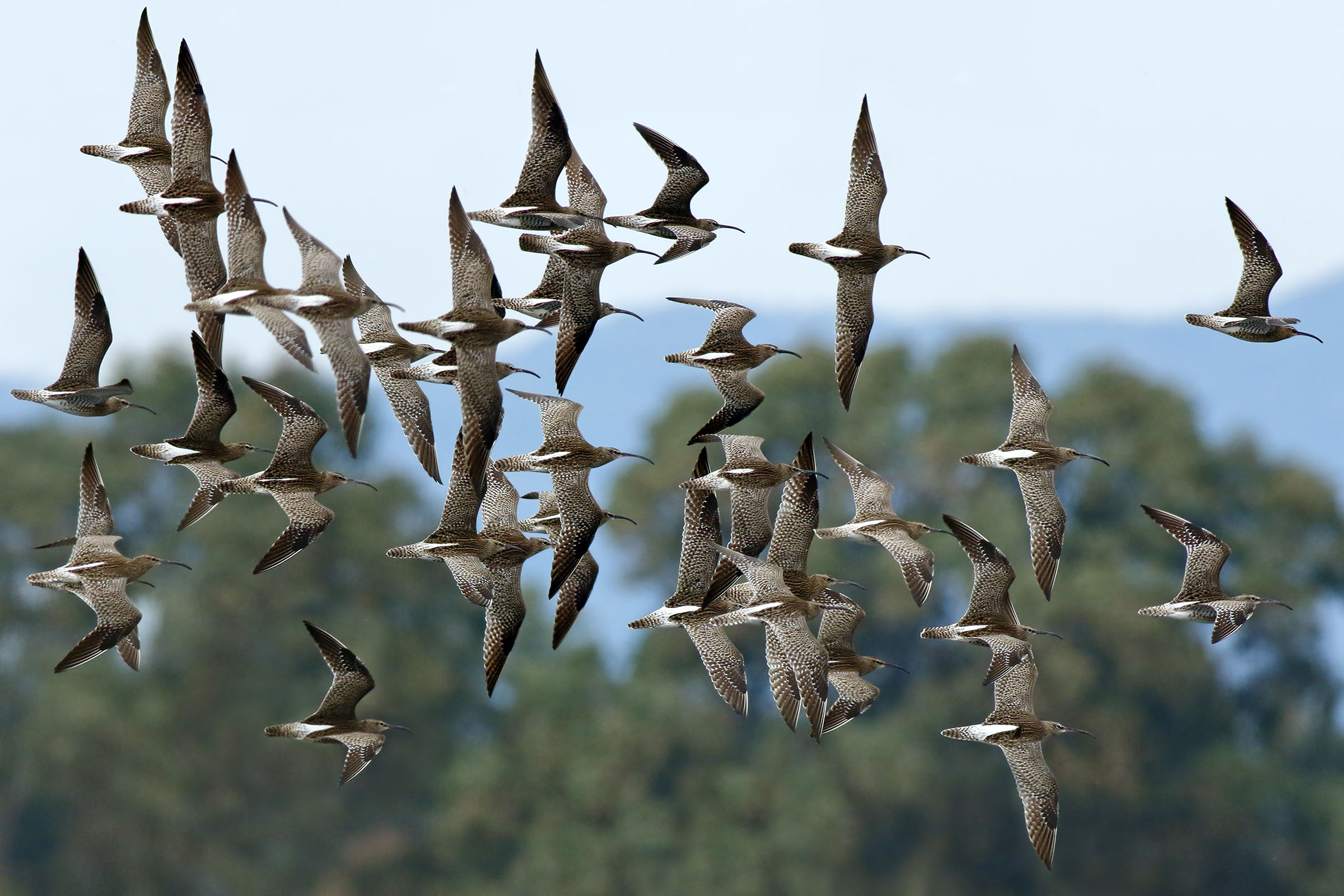The migration of small curlews 1...