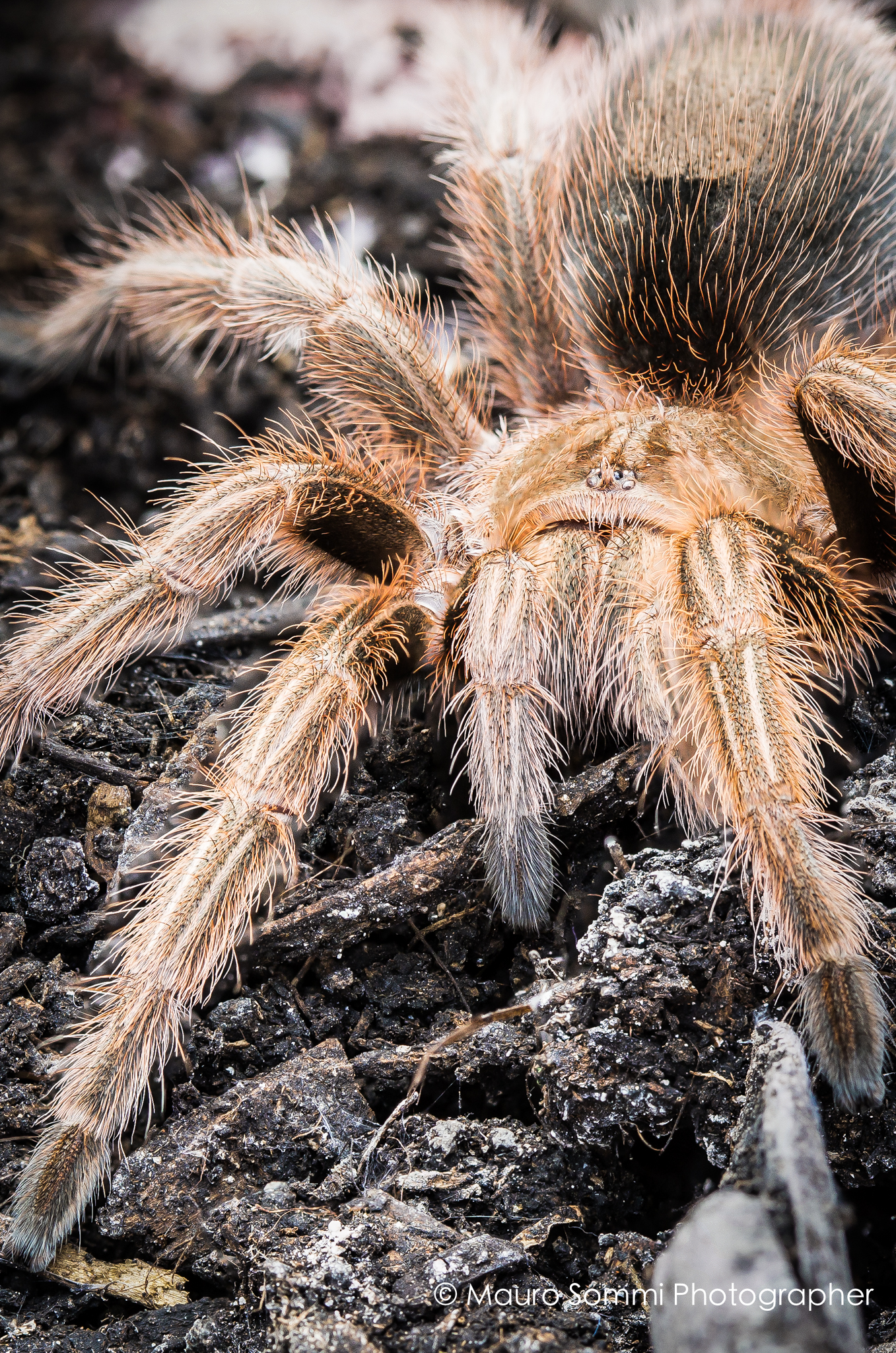 Tarantula...
