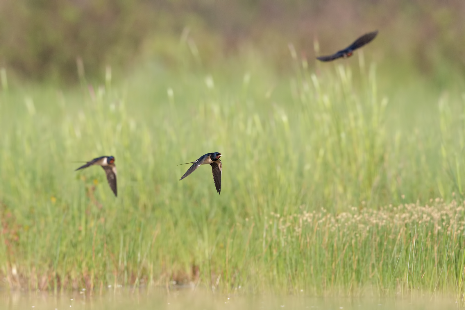 swallows...