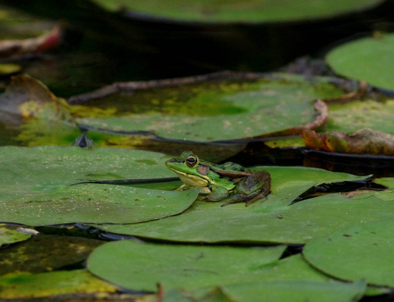 Greenpond frog...