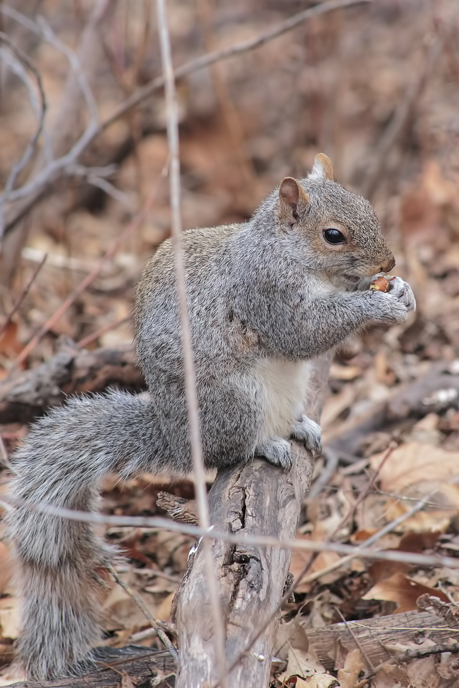 North American gray squirrel...