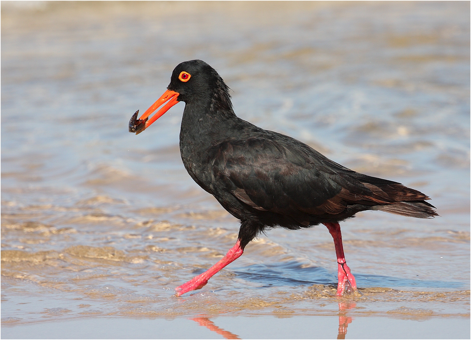 African Oystercatcher...