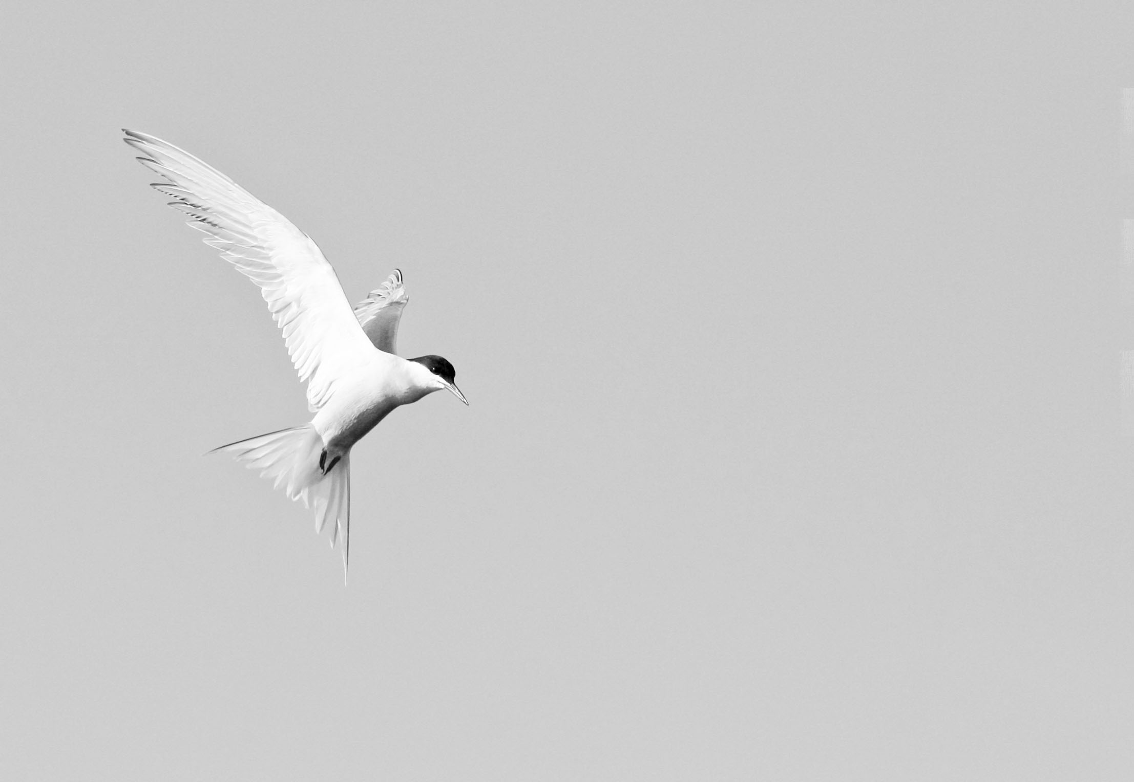 tern...