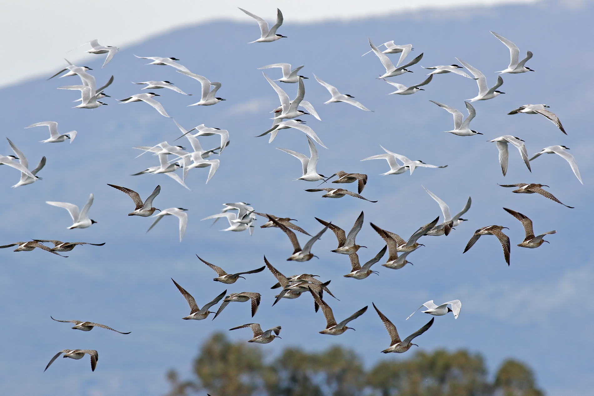 The migration of the sandwich tern and small curlews...