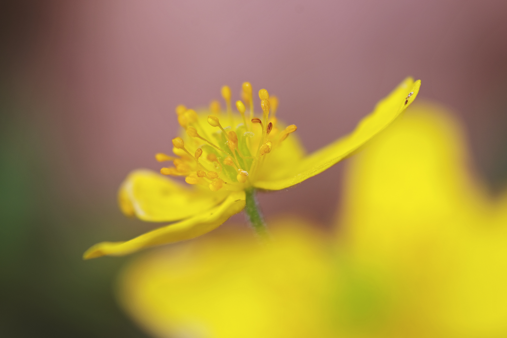 yellow anemone...