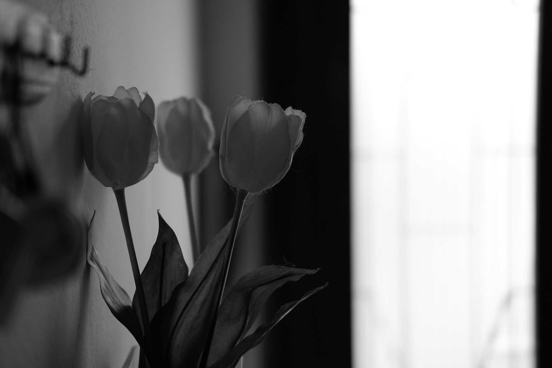 tulips...