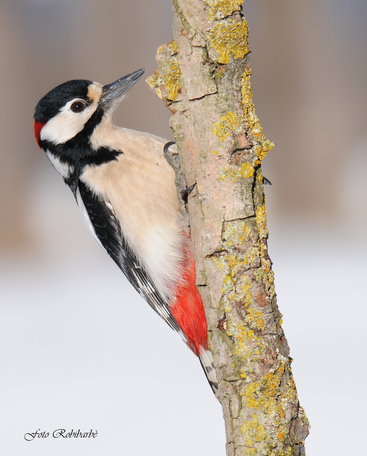 Great Spotted Woodpecker ......