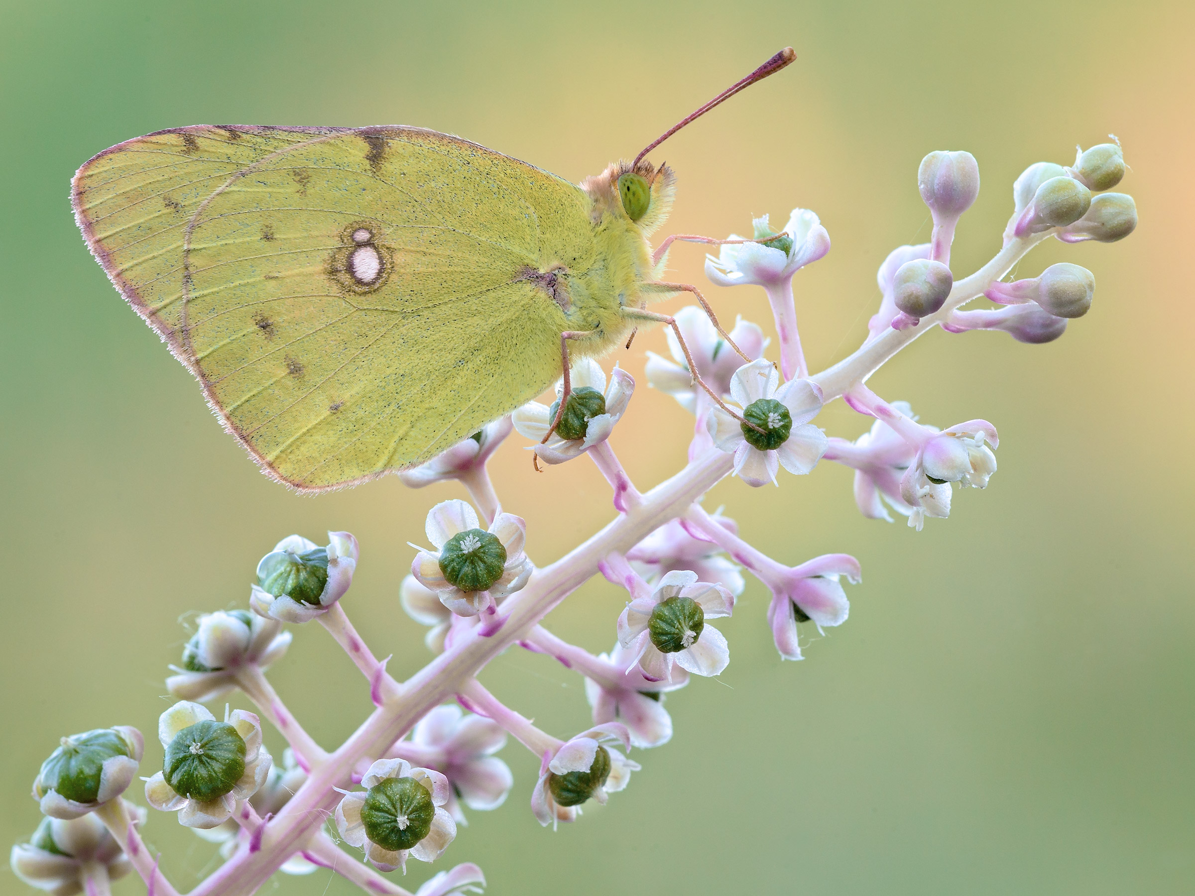 Colias crocea...