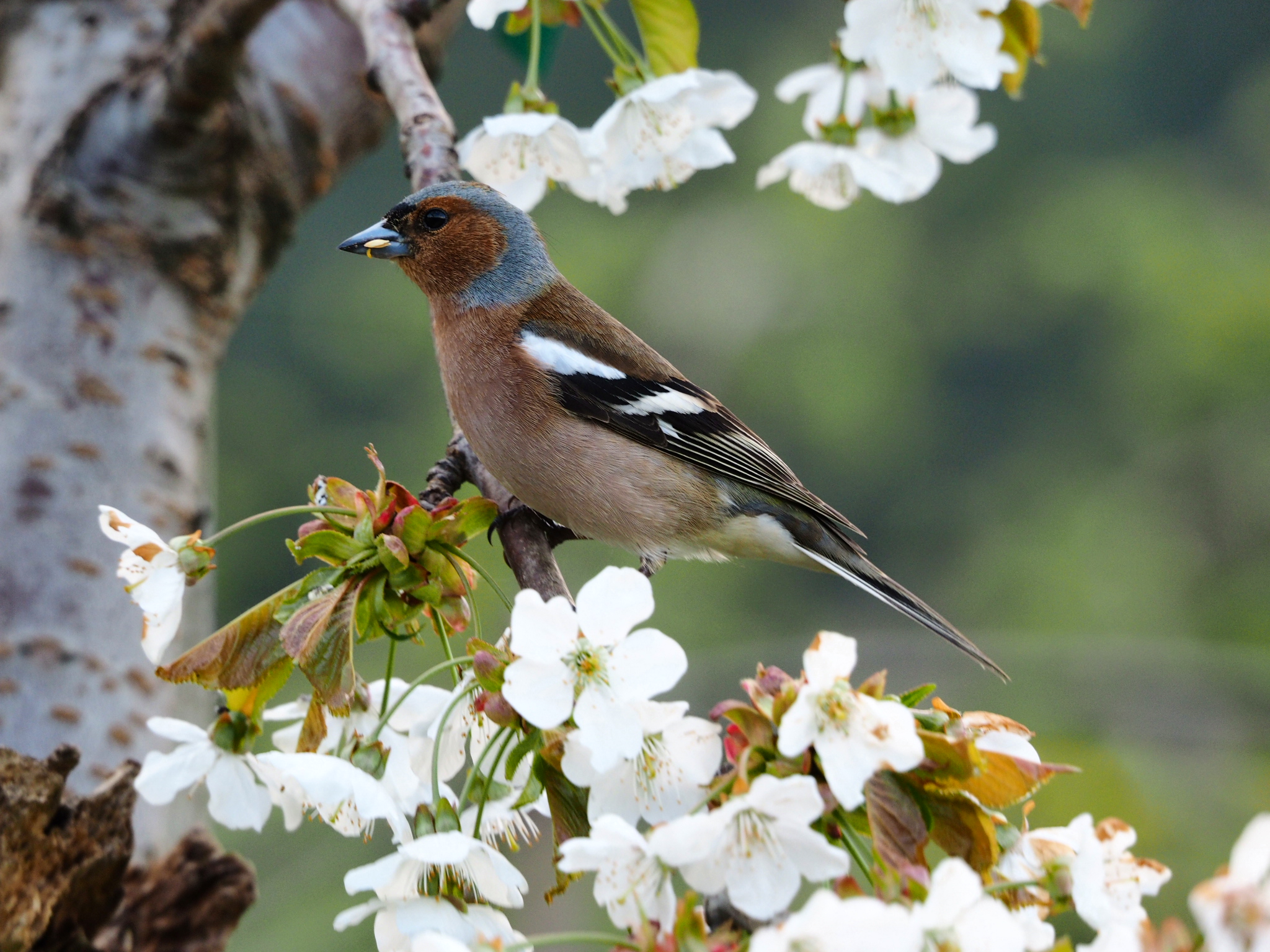 male chaffinch...