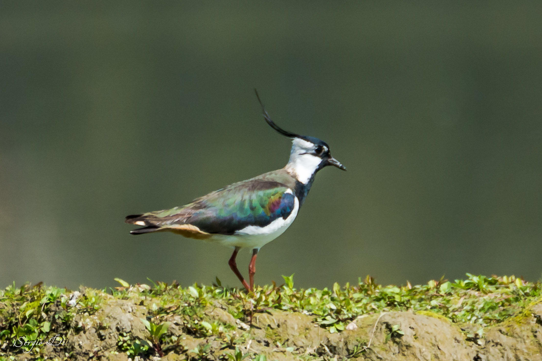 Lapwing...