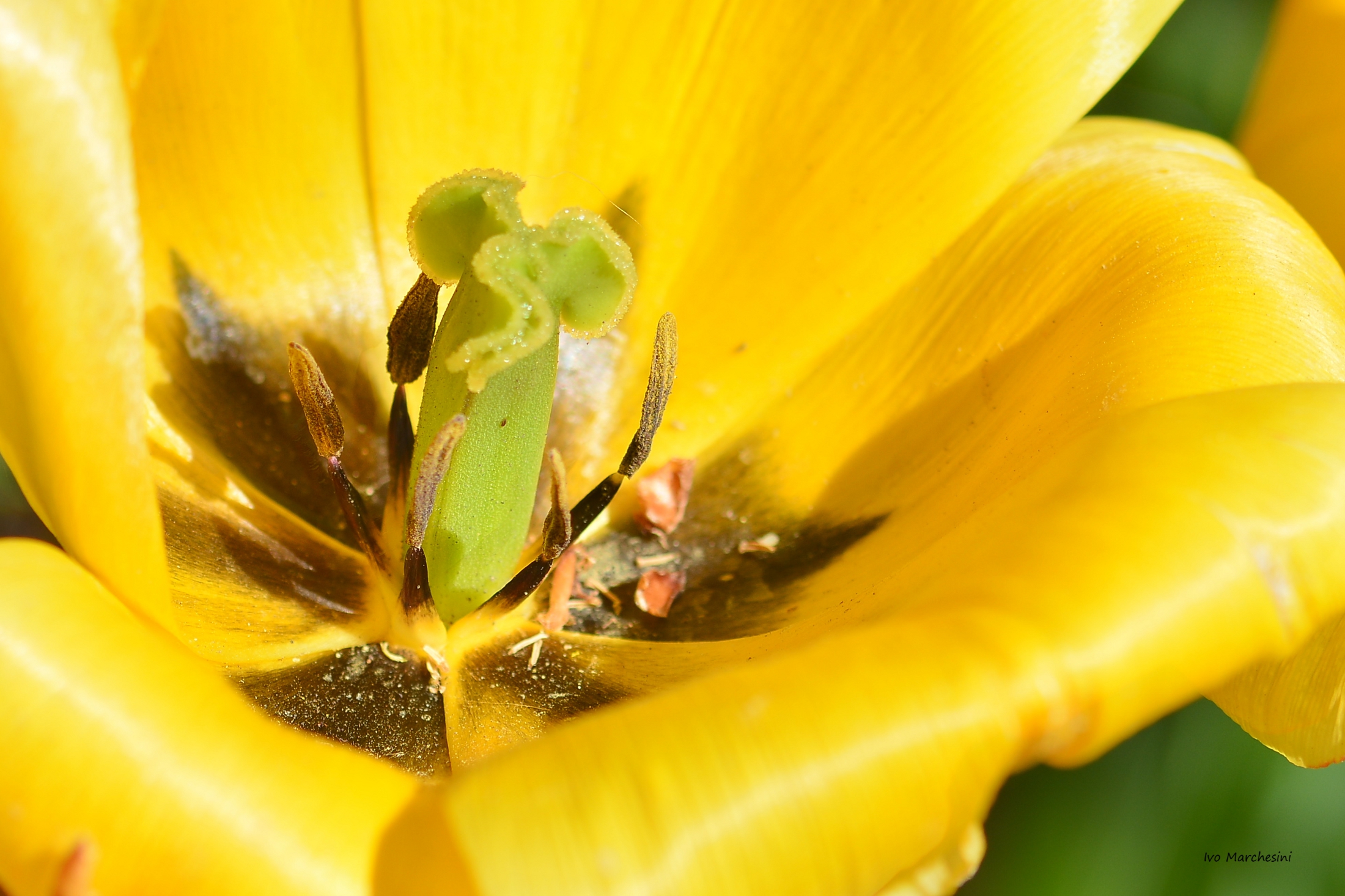 tulipano_1...
