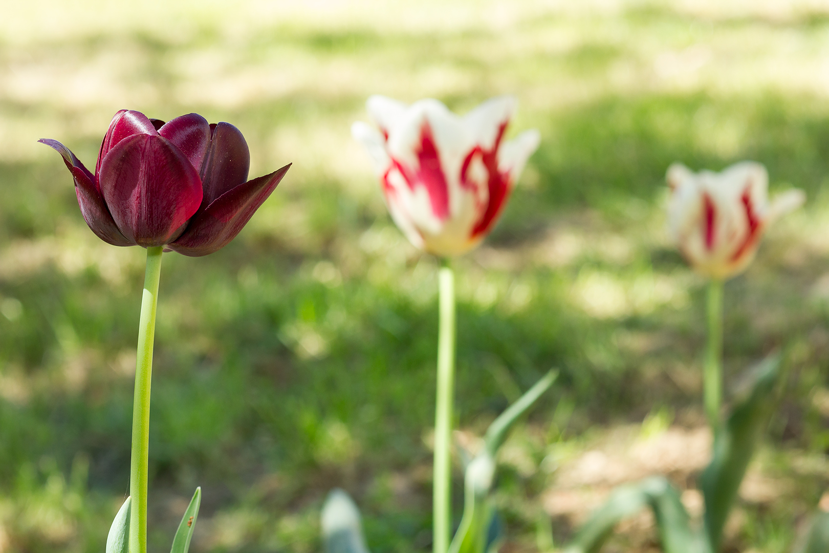 tulipano nero...