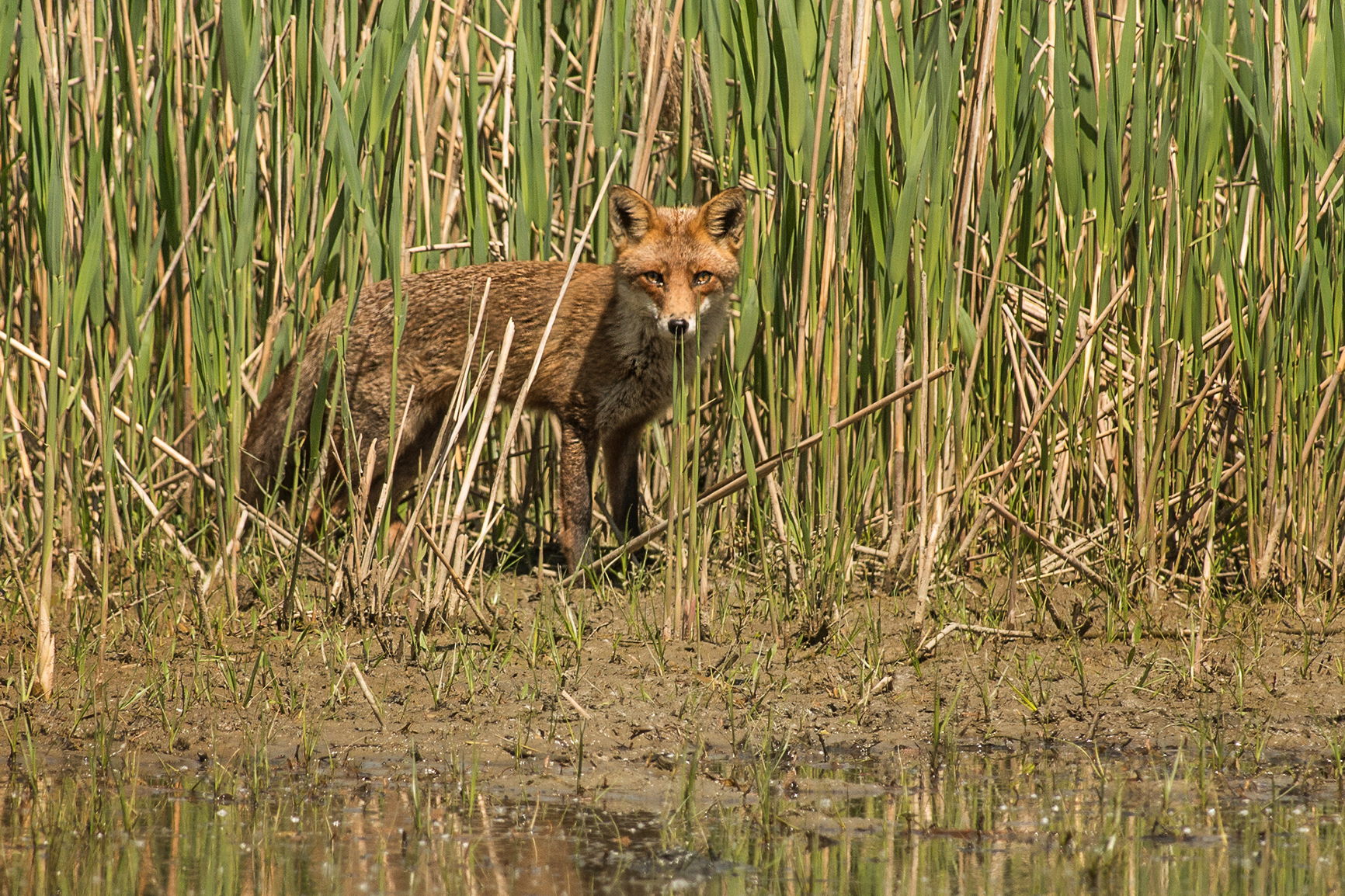 eared fox :-)...