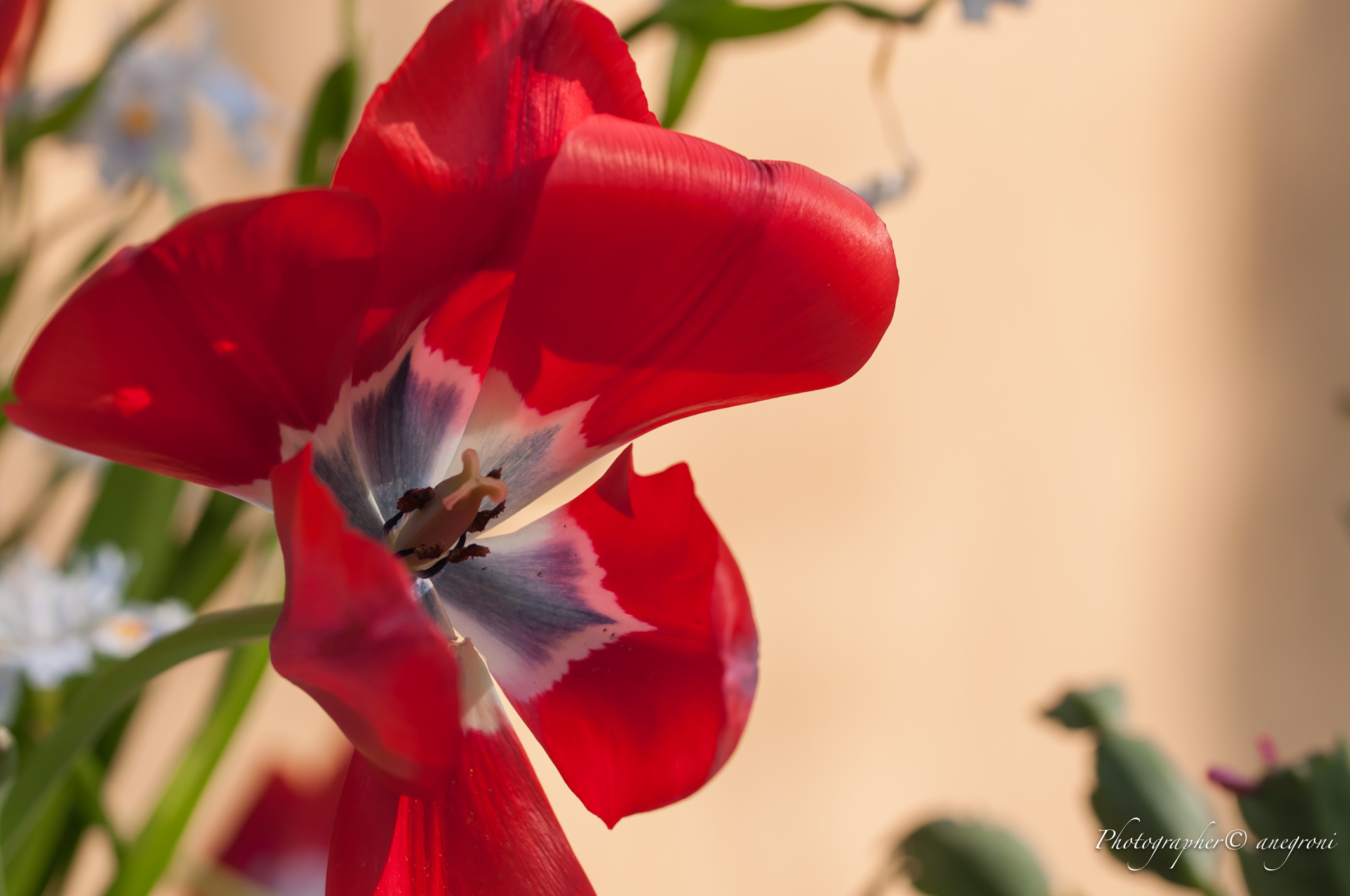 Tulip in fall...