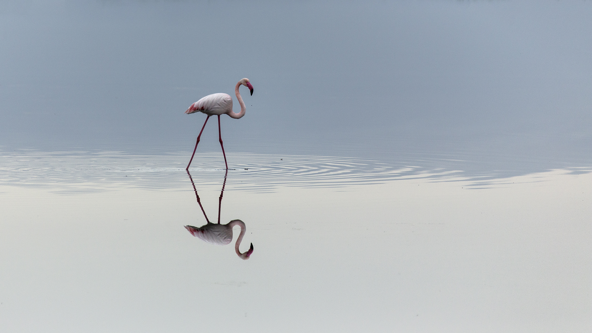 Flamingos saline...