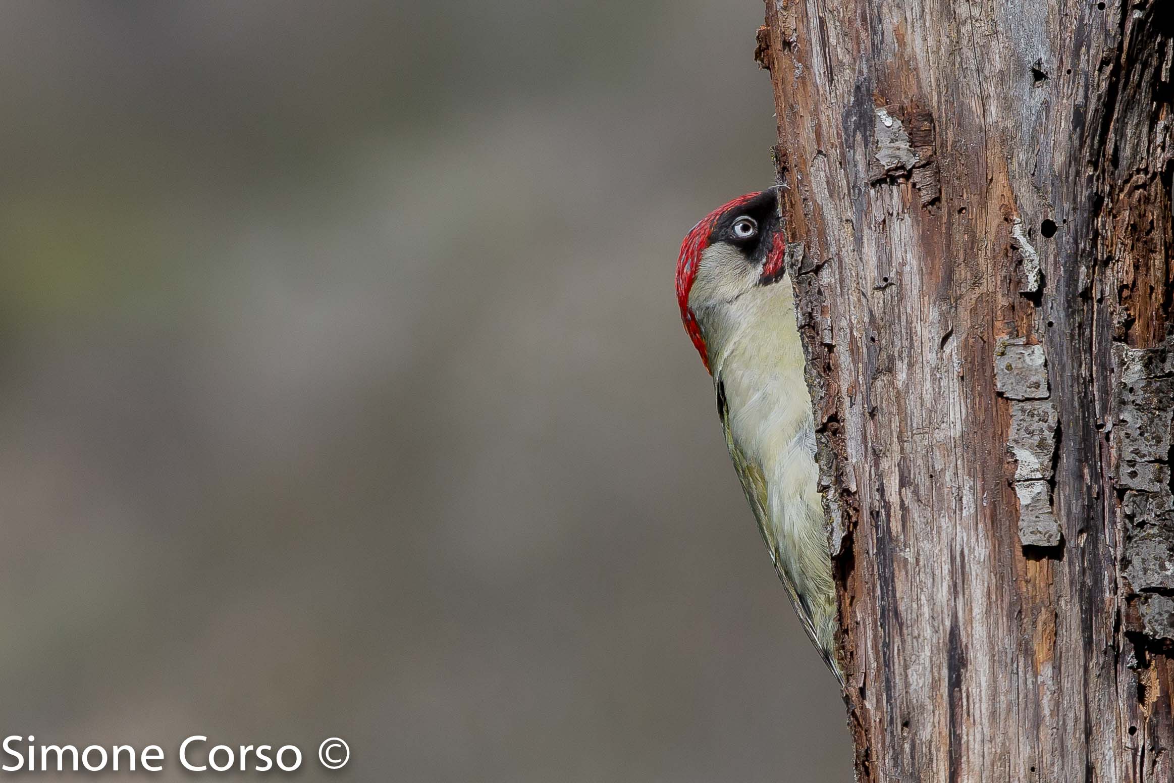Green woodpecker...