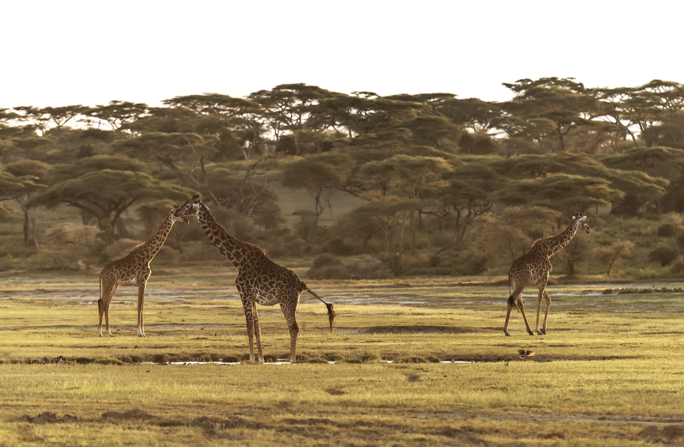 Tanzania 2016 - Giraffe...