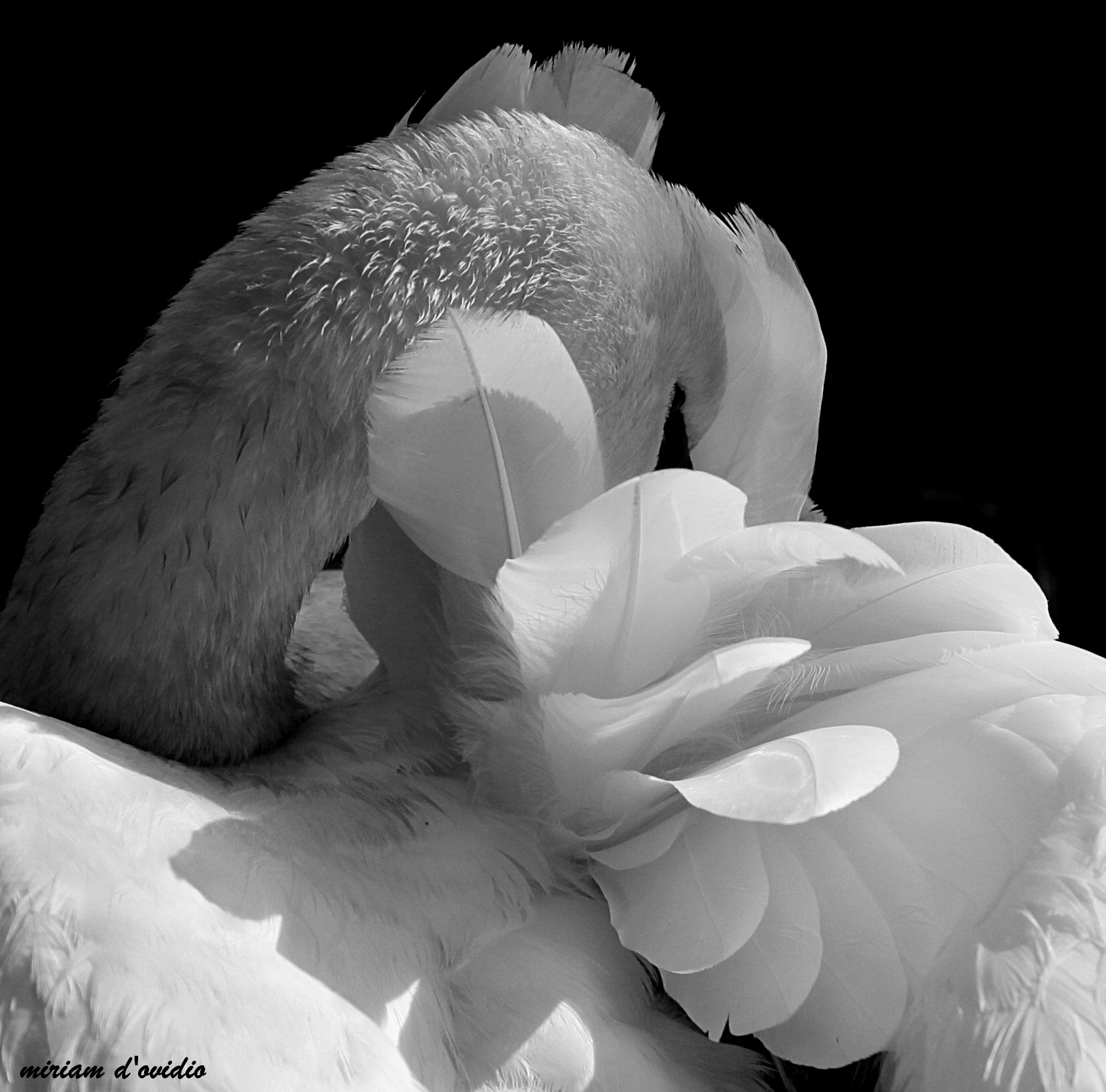 Sometimes the flowers have feathers and beak...