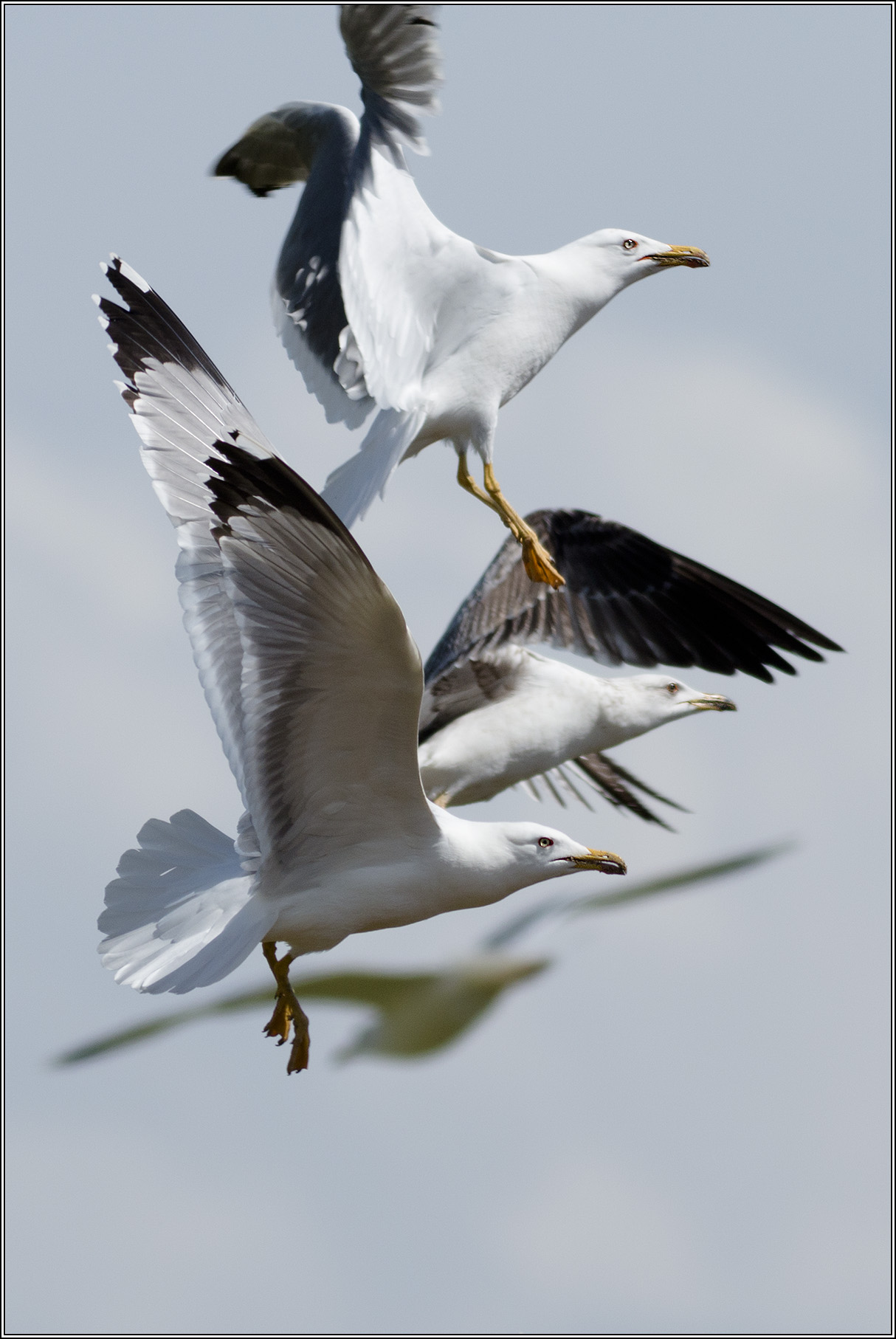 herring gulls...