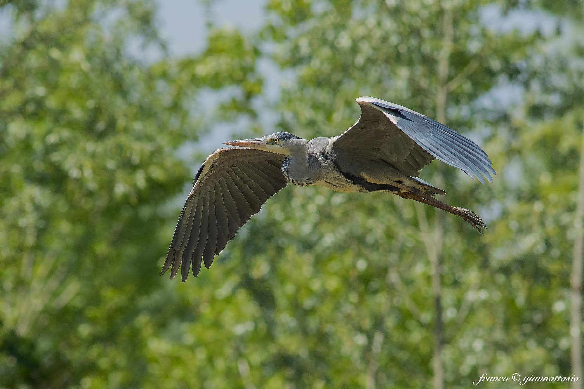 Heron in flight....