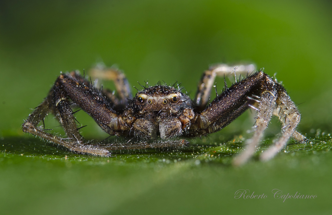 spider simpaticus...