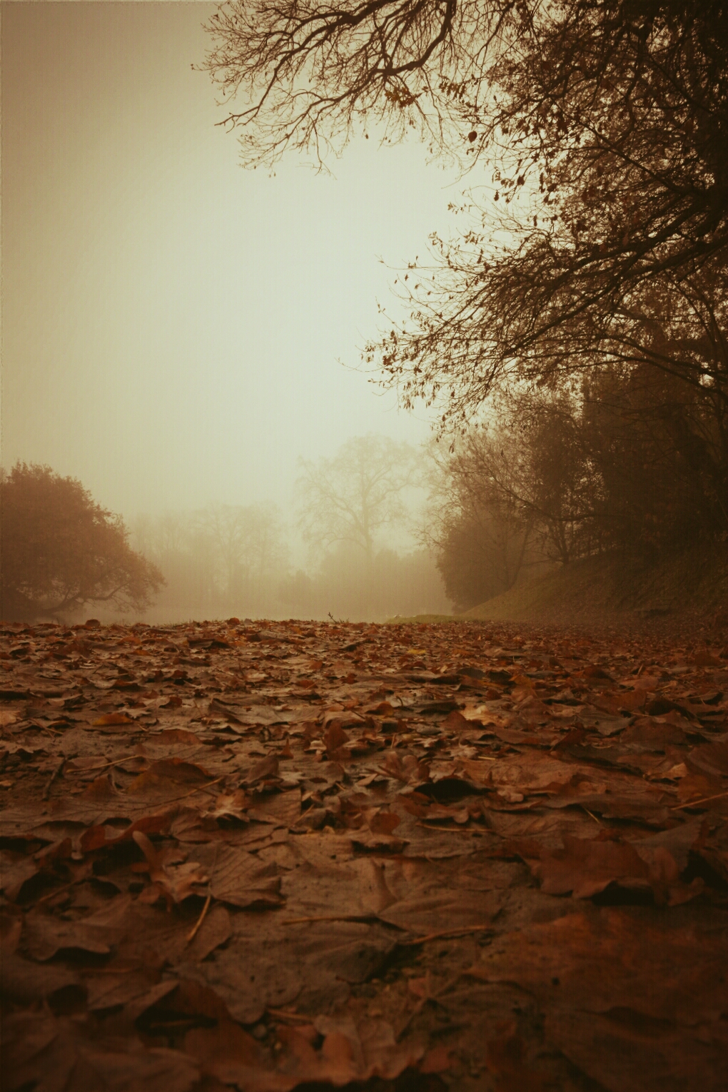 Fog on the lake...