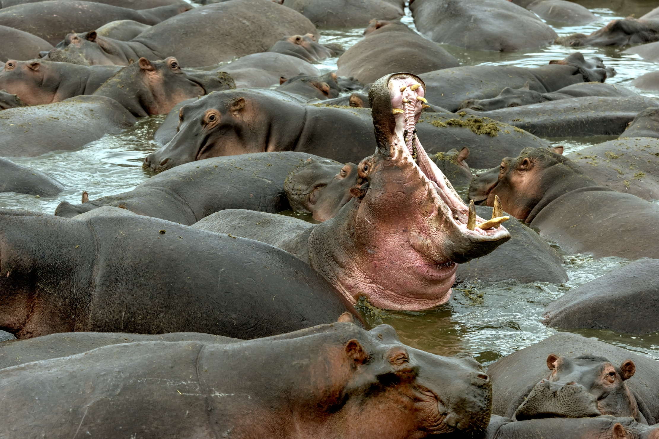 Tanzania 2016 - Ippo...