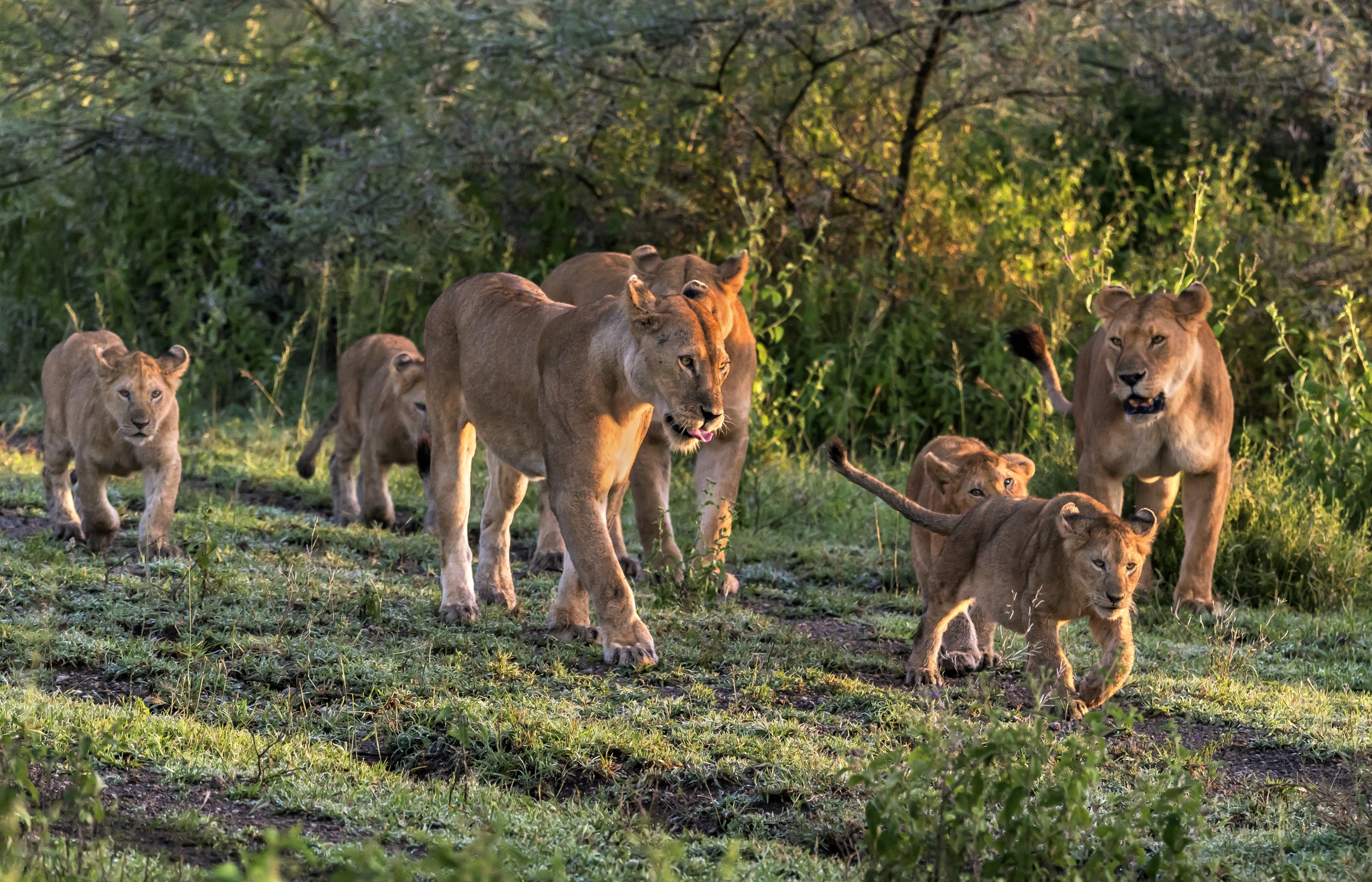 Tanzania 2016 - Alba...