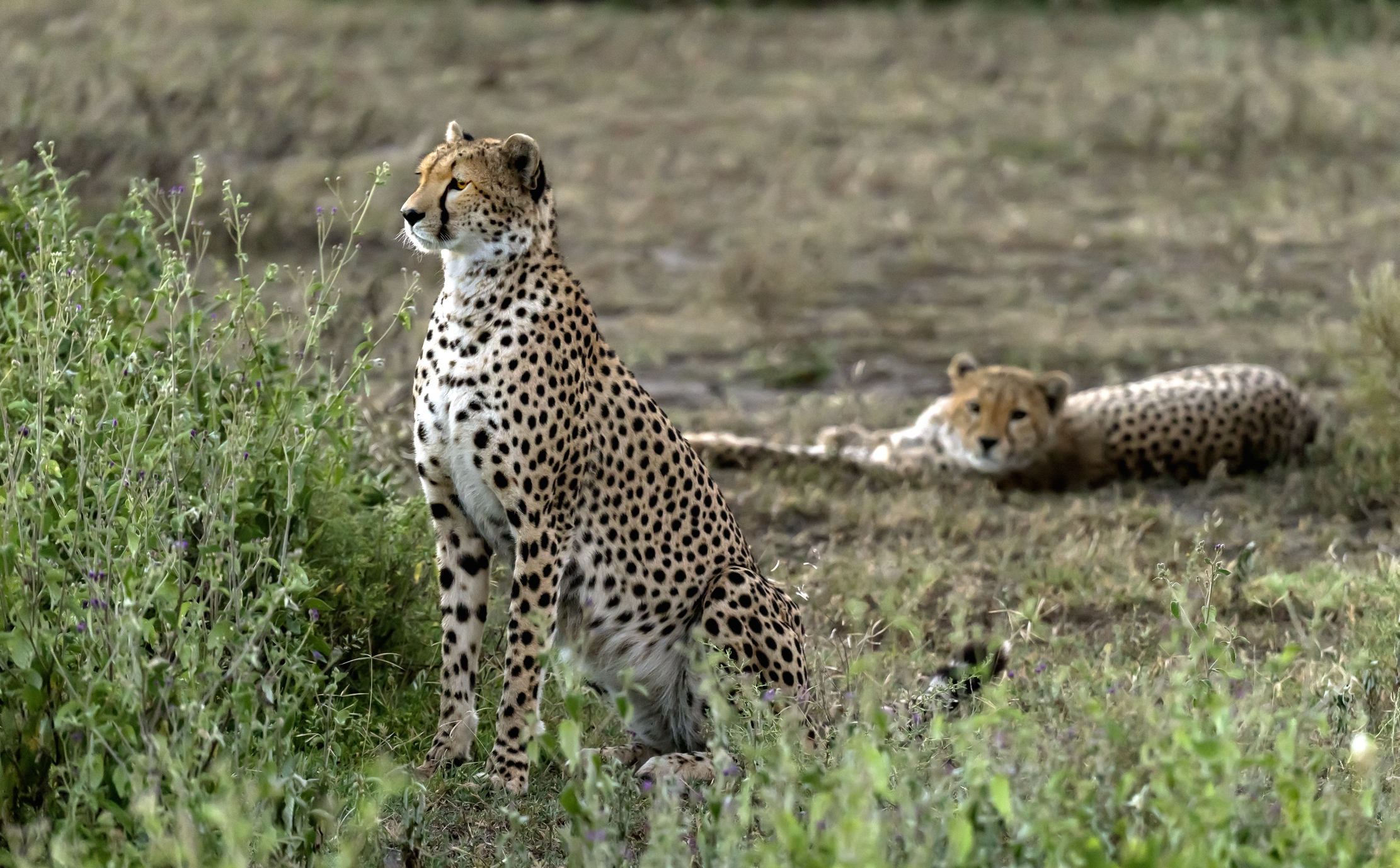 Tanzania 2016 - Brothers dawn...