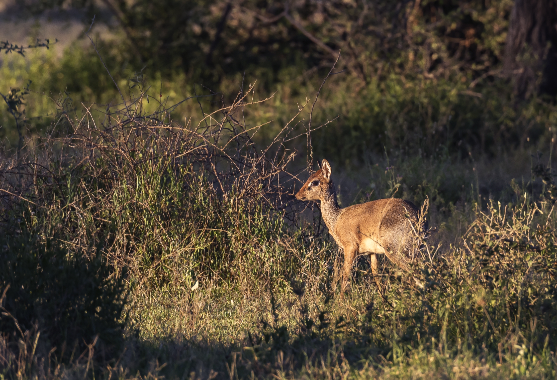 Tanzania 2016 - A Dik Dik at sunset...