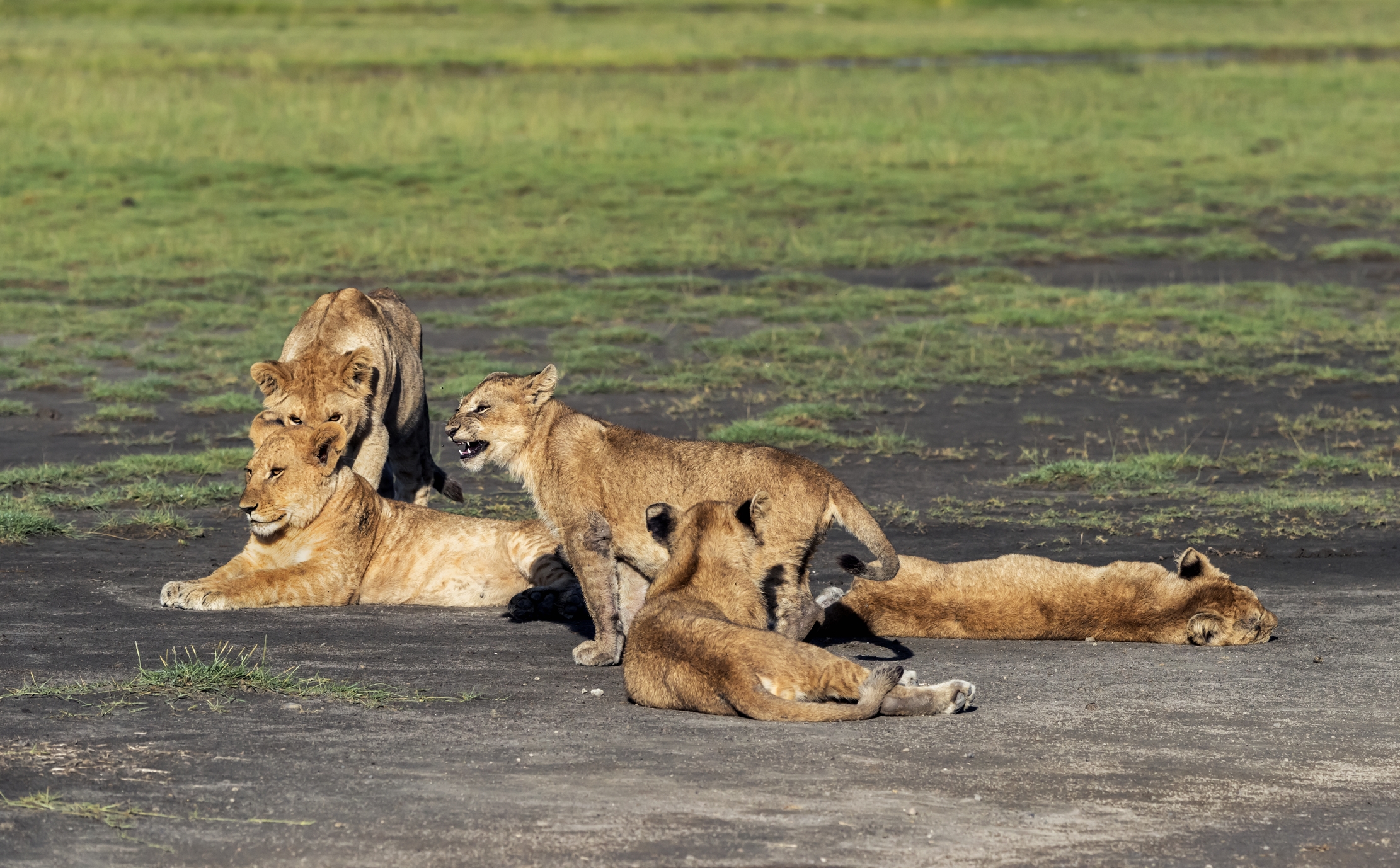 Tanzania 2016 - Puppies...