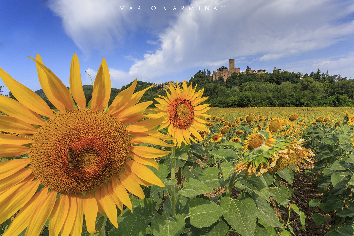 The Castell'Arquato Sunflowers...