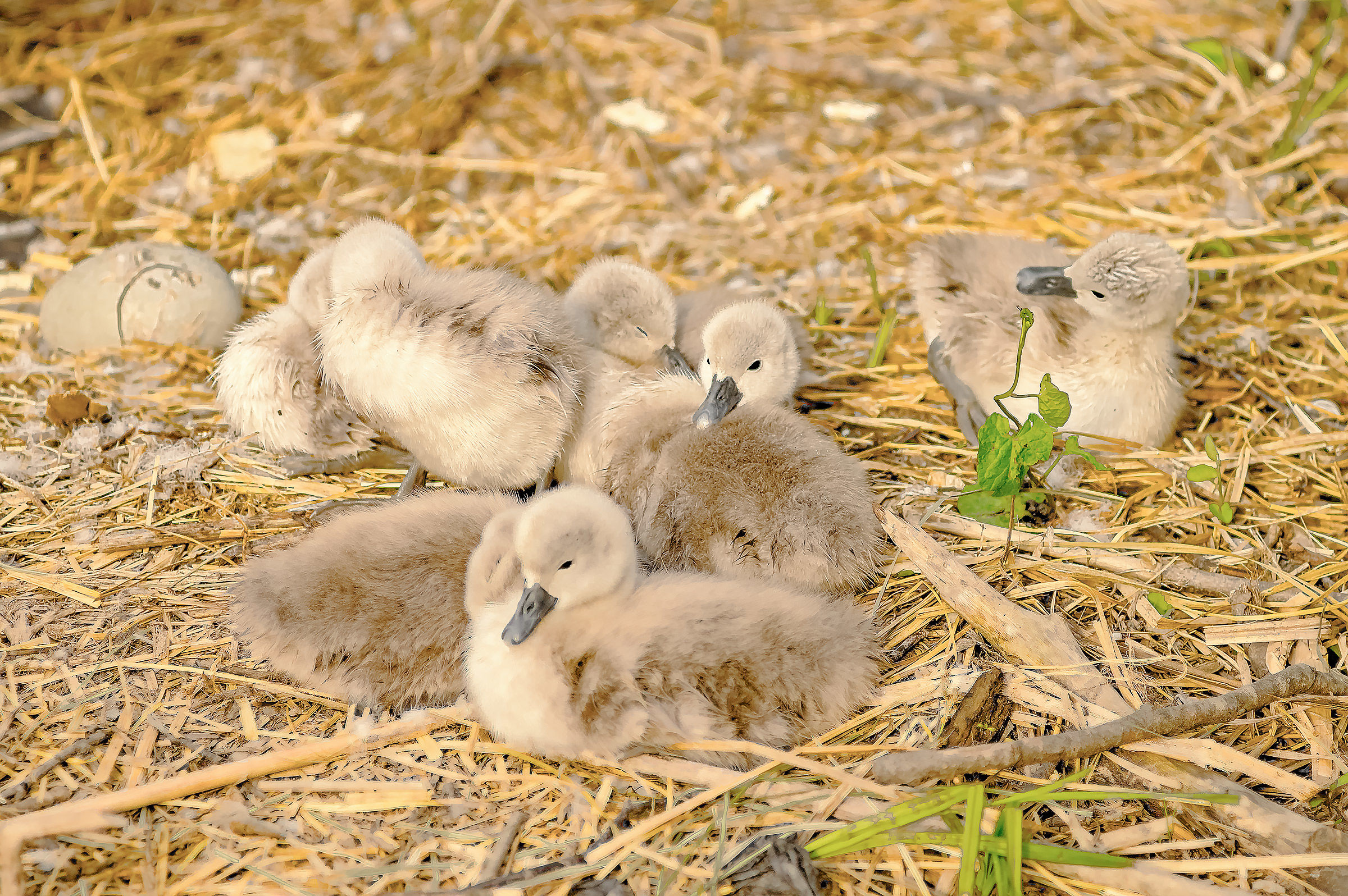 The 2016 swan chicks are hatched!...