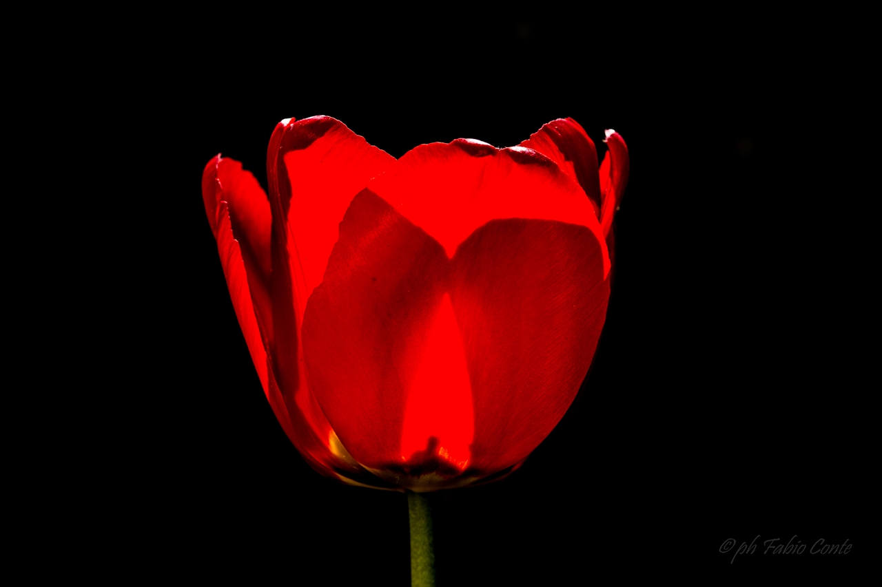 The tulip ......