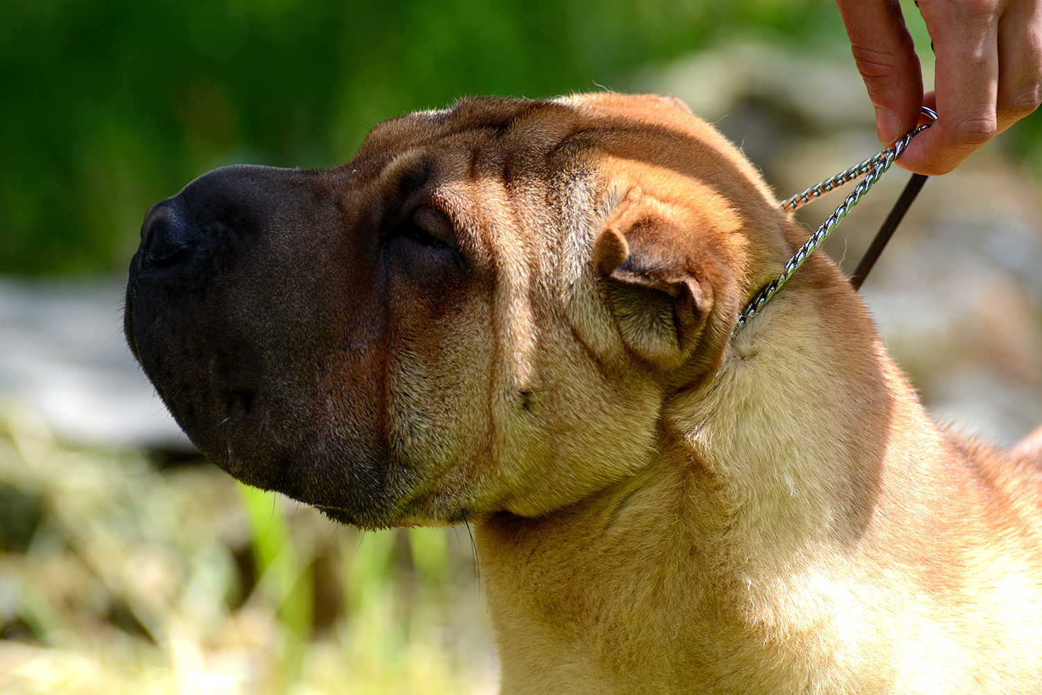 Sharpei...