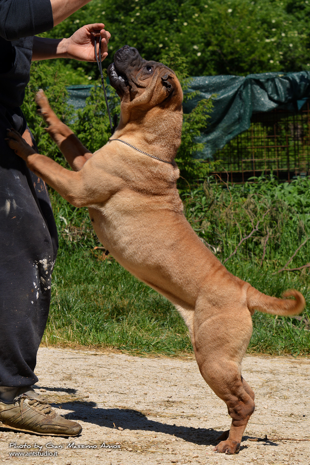 Sharpei...