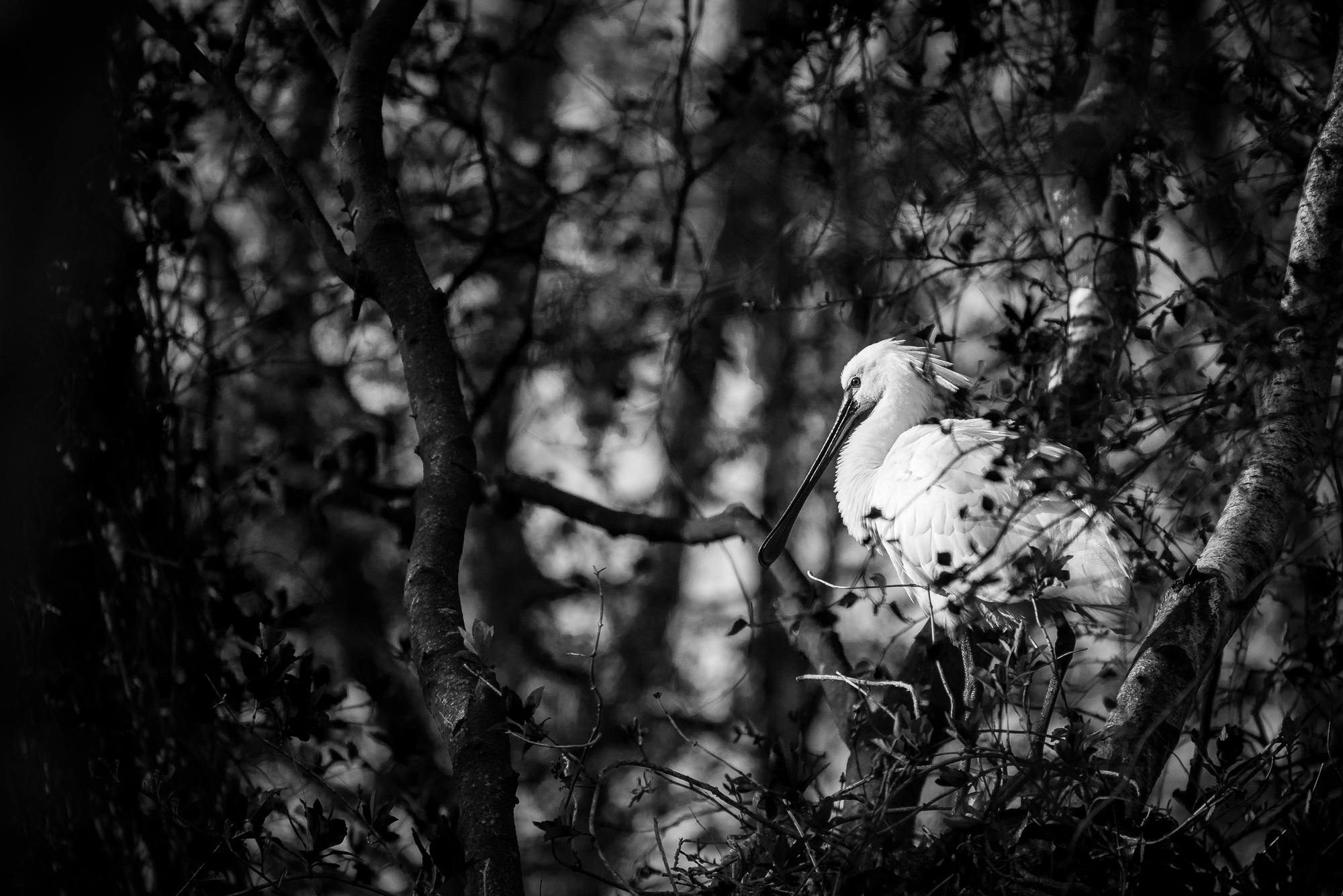 Spatola arboricola...