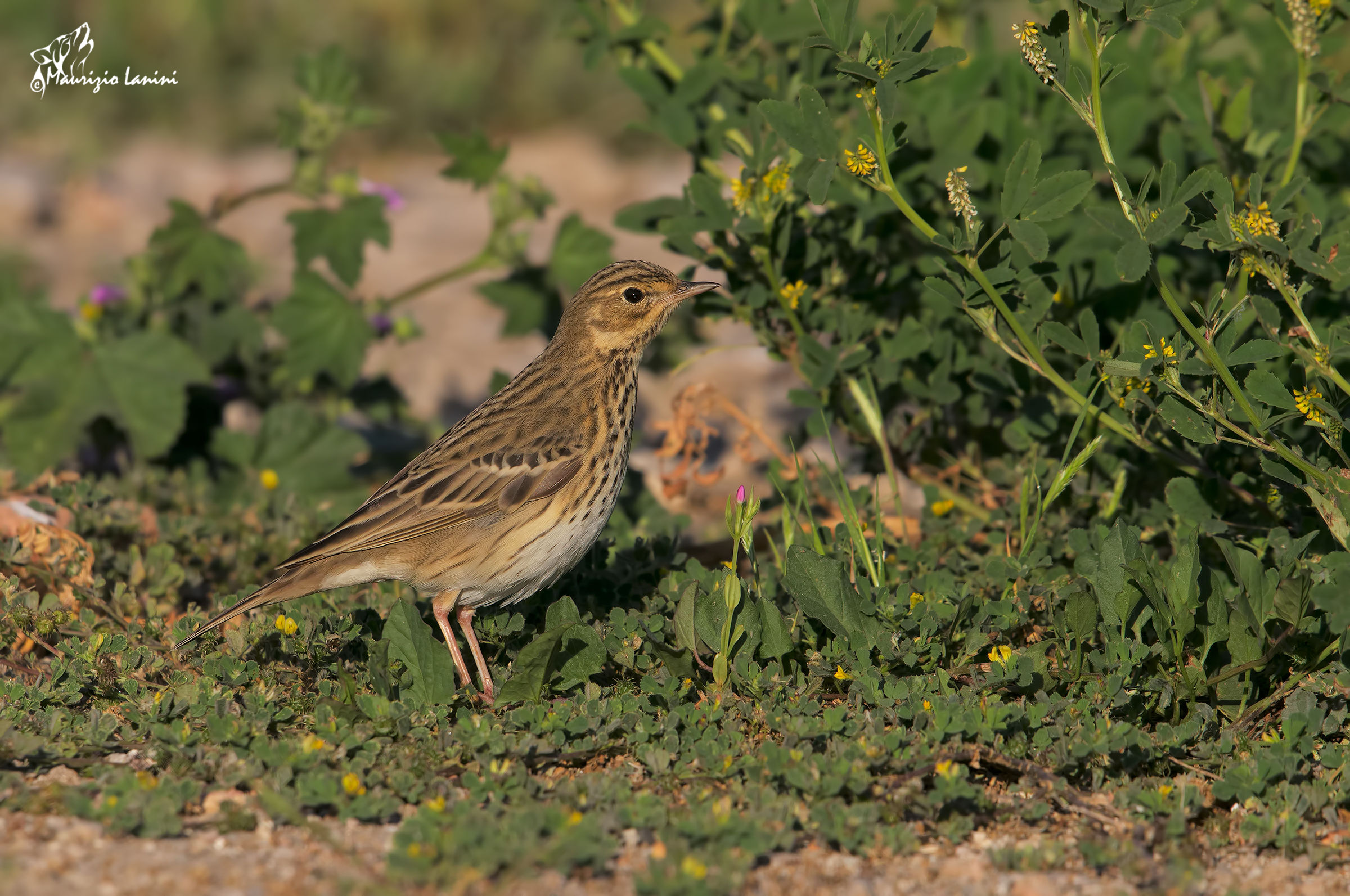Another rarity: Red-throated Pipit...