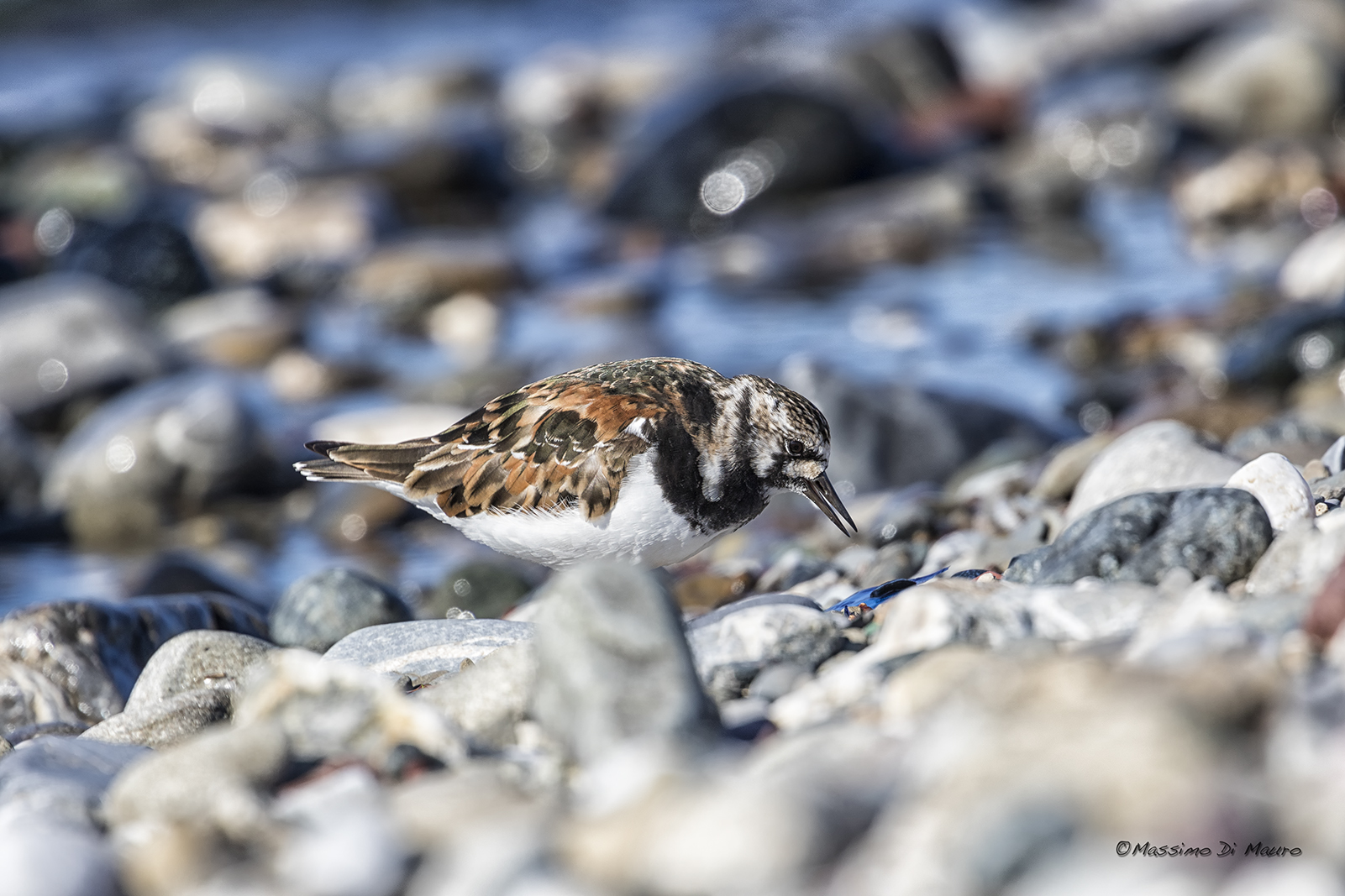 the usual Turnstone...