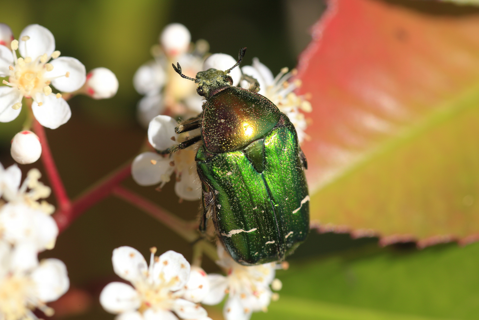 green beetle...