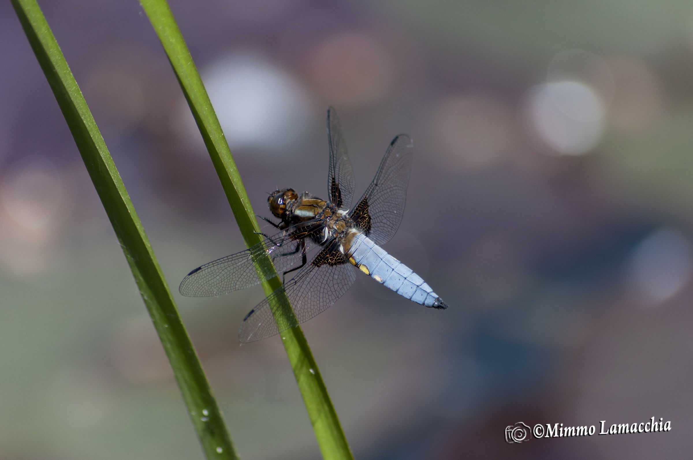 Dragonfly...