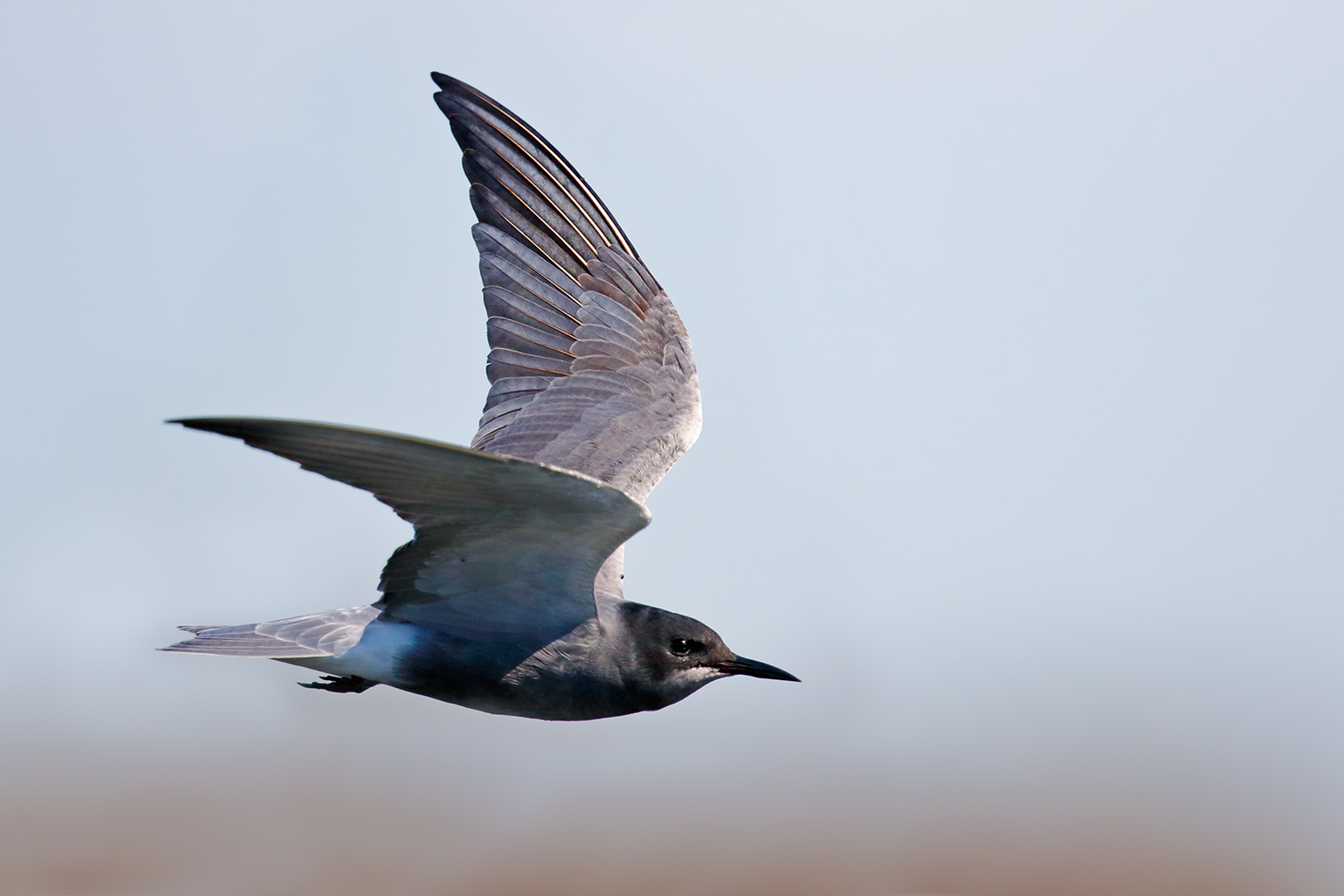 common Tern...