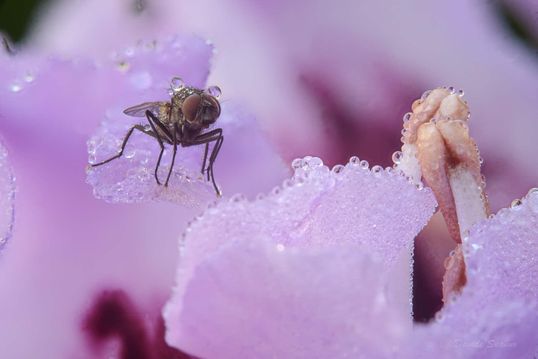 diptera...