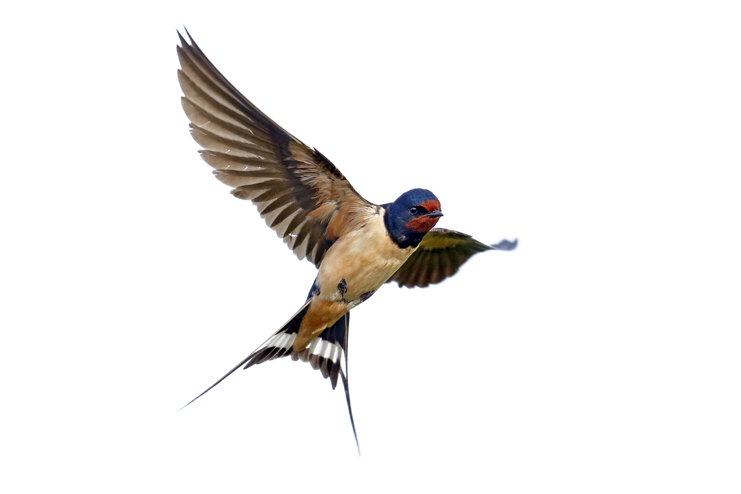 and 'round spring - flying swallow...