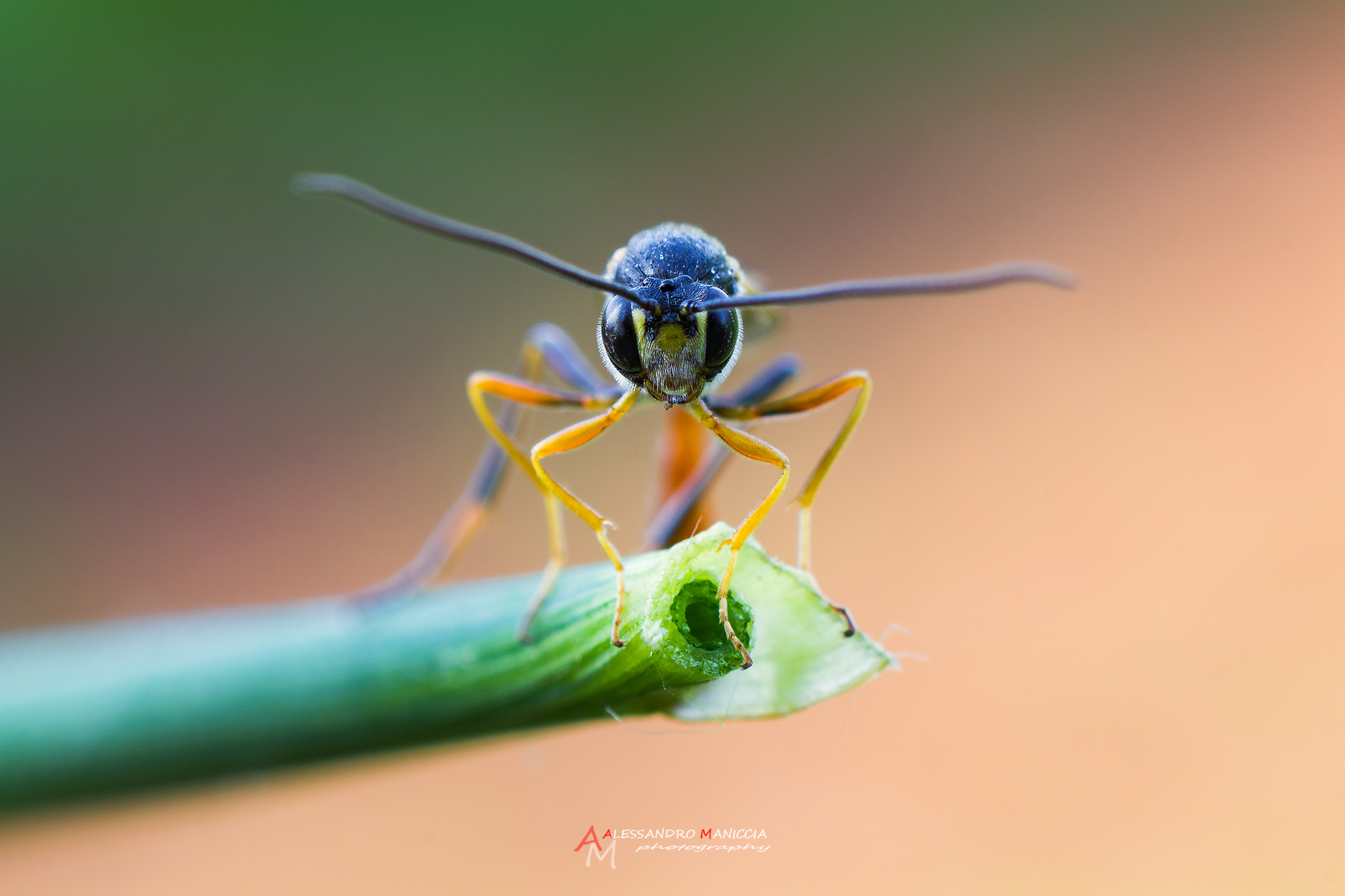 ammophila wasp...