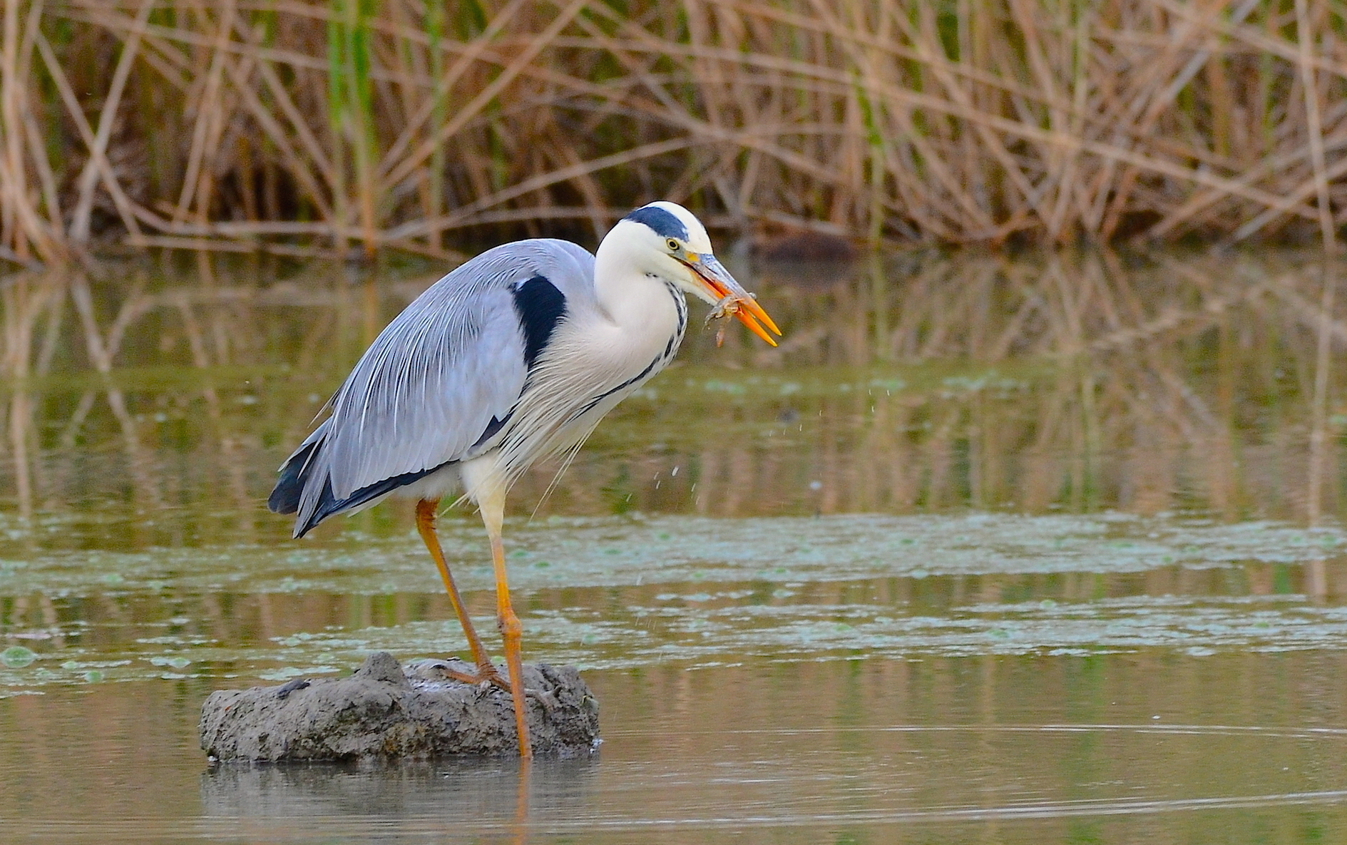 Grey Heron ... for lunch .......