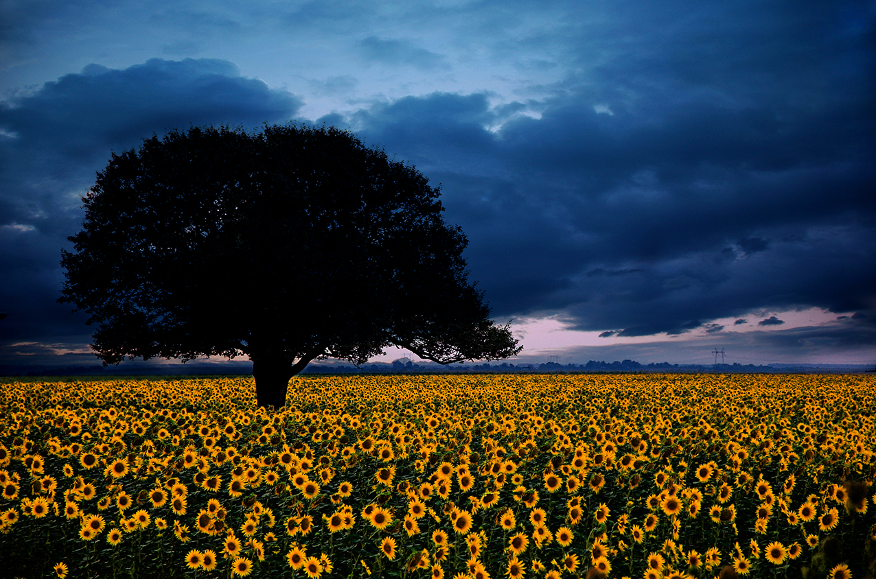Storm and sunflowers...