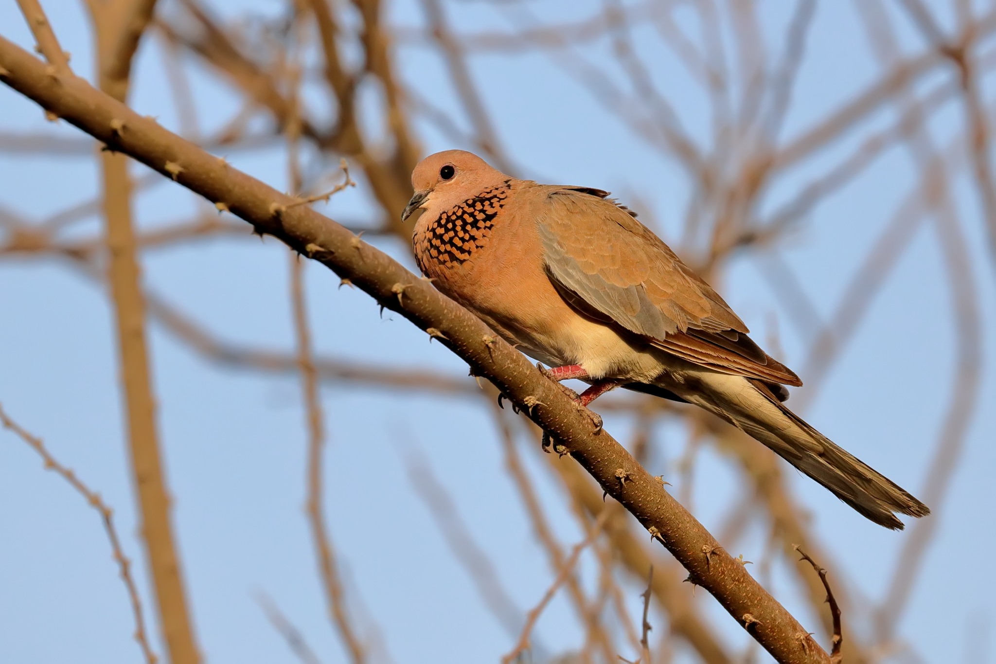 Laughing Dove...