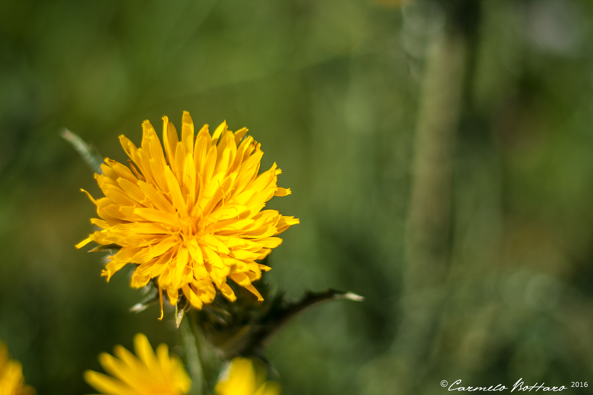 Yellow Flower...