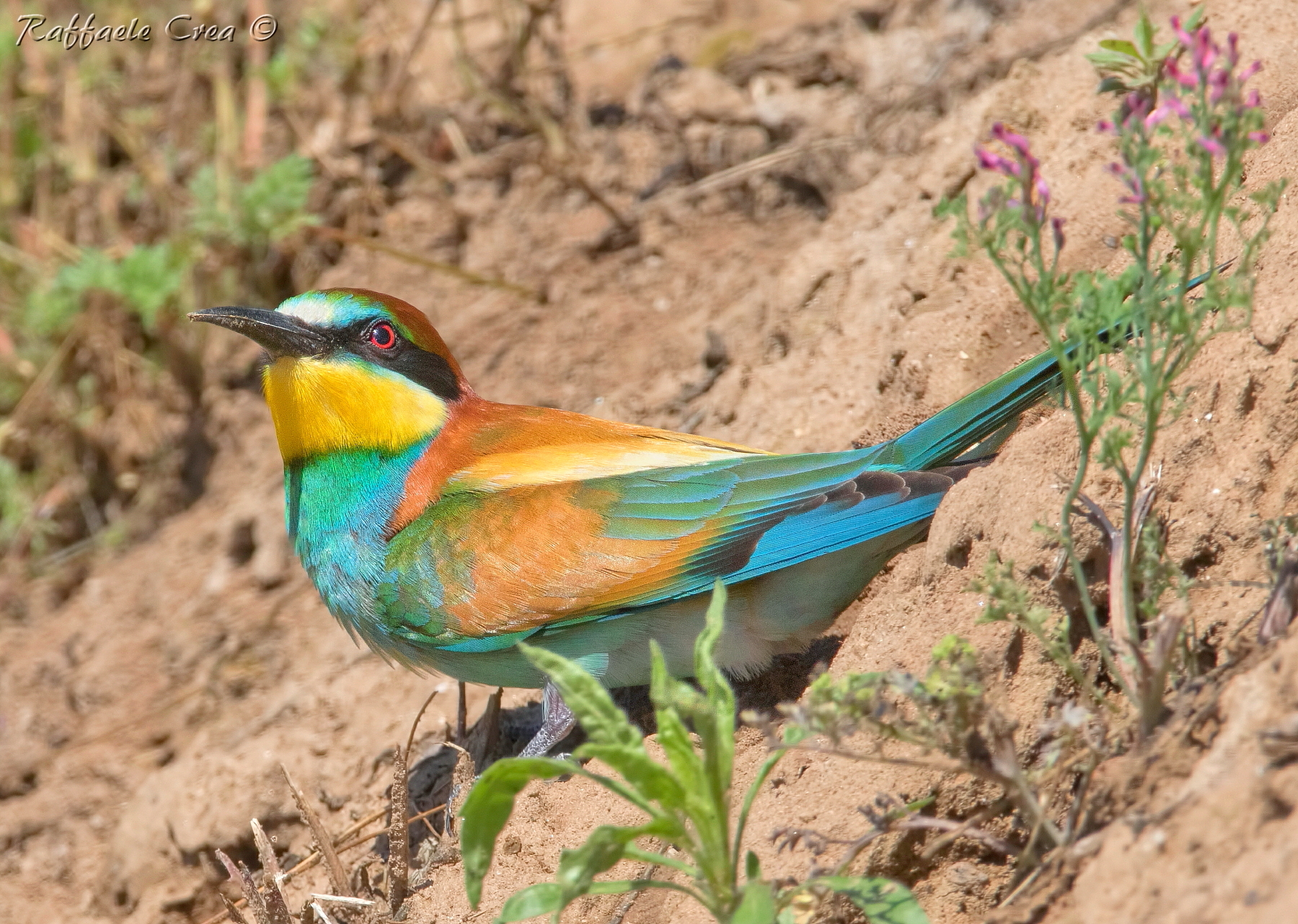 Bee Eater...